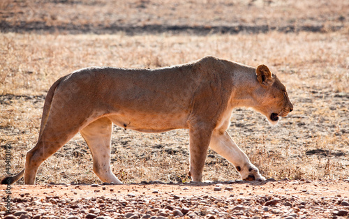 Foto : lioness portrait lioness portrait