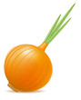 onion illustration