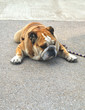 Bulldog