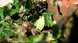 escargot