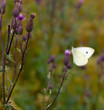 Schmetterling