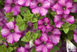 Petunia flower plants in the garden