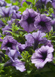 Petunia flower plants in the garden