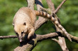 South American coati or ring-tailed coati (Nasua nasua) walking