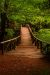 Bridge to the jungle Seven Lake Bolu Turkey