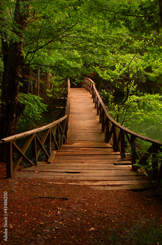 Photo: Bridge to the jungle Seven Lake Bolu Turkey Bridge to the jungle Seven Lake Bolu Turkey