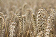 Kornfeld