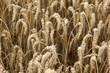 Kornfeld
