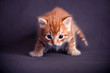 Newborn red kitten in a dark blue background