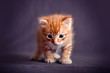 Foto: Newborn red kitten in a dark blue background Newborn red kitten in a dark blue background