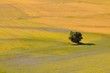 Castelluccio fields