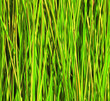 Foto: reed reed