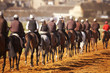 Racehorses in training