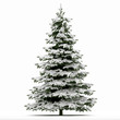 Sapin neige