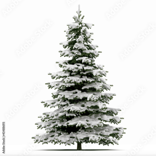 Photo: Sapin neige Sapin neige