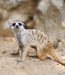 Suricate or Meerkat sitting on the sand