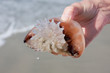 Holding A Jellyfish