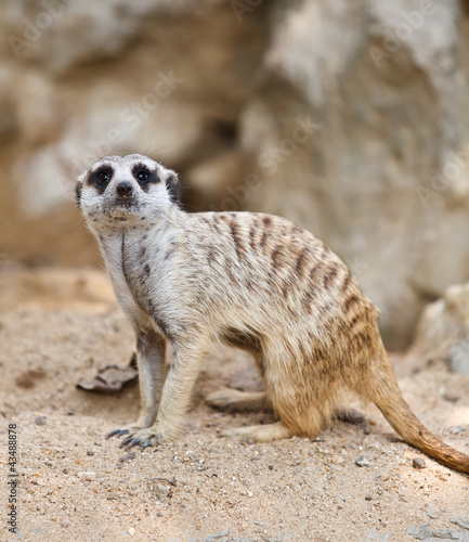 Photo: Suricate or Meerkat sitting on the sand Suricate or Meerkat sitting on the sand