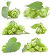 Collection of Hops isolated on a white background