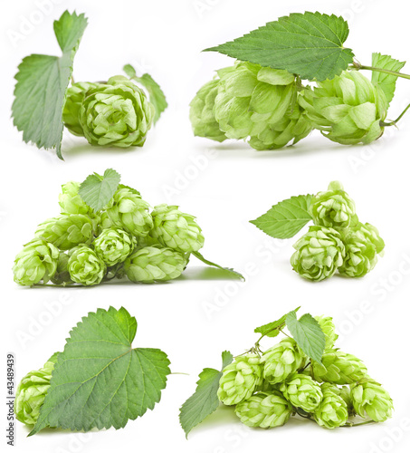 Photo: Collection of Hops isolated on a white background Collection of Hops isolated on a white background