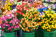 Tulpen