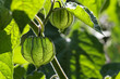 Physalis, Andenbeere, Obst