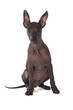 Xoloitzcuintle puppy