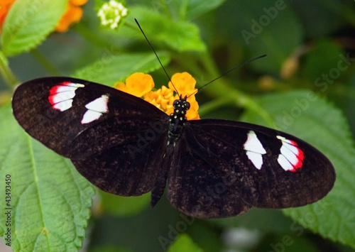 Foto: Butterfly Butterfly