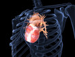 Human heart in X-ray