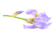 Beautiful Blue Flag Flower (Iris) Isolated on White Background