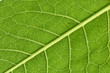 Leaf veins close up