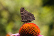Schmetterling