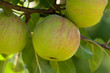 Apfel