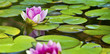 Lotusblüte - Seerose im Teich