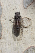 cicada 4 - south of France - valerie barry