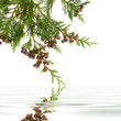 Photo: Cedar Leaf Beauty Cedar Leaf Beauty