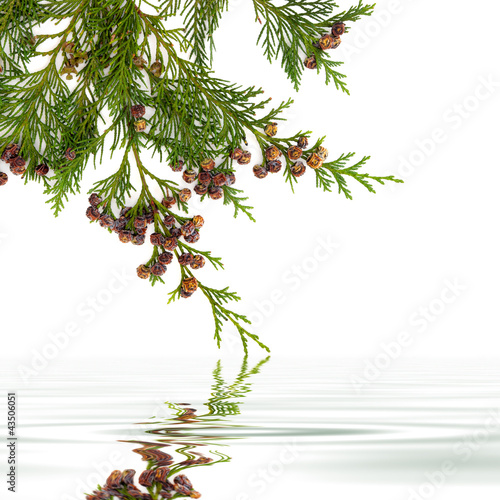Photo: Cedar Leaf Beauty Cedar Leaf Beauty