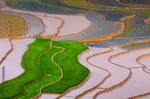 Photo: Tu Le Rice Terraces Tu Le Rice Terraces