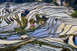 Photo: Rice Terraces Rice Terraces