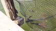 Fish in Fishing cage