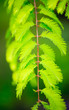 nice leaf in natur