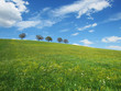 Bäume mit Himmel 19