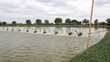 Water turbines on Shrimp ponds