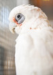 Parakeet collection