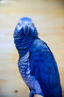Parakeet collection