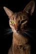 King of Cats