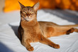 King of Cats