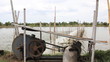 Water turbines on Shrimp ponds