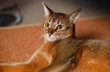 Abyssinian cat