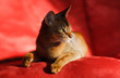 Abyssinian cat